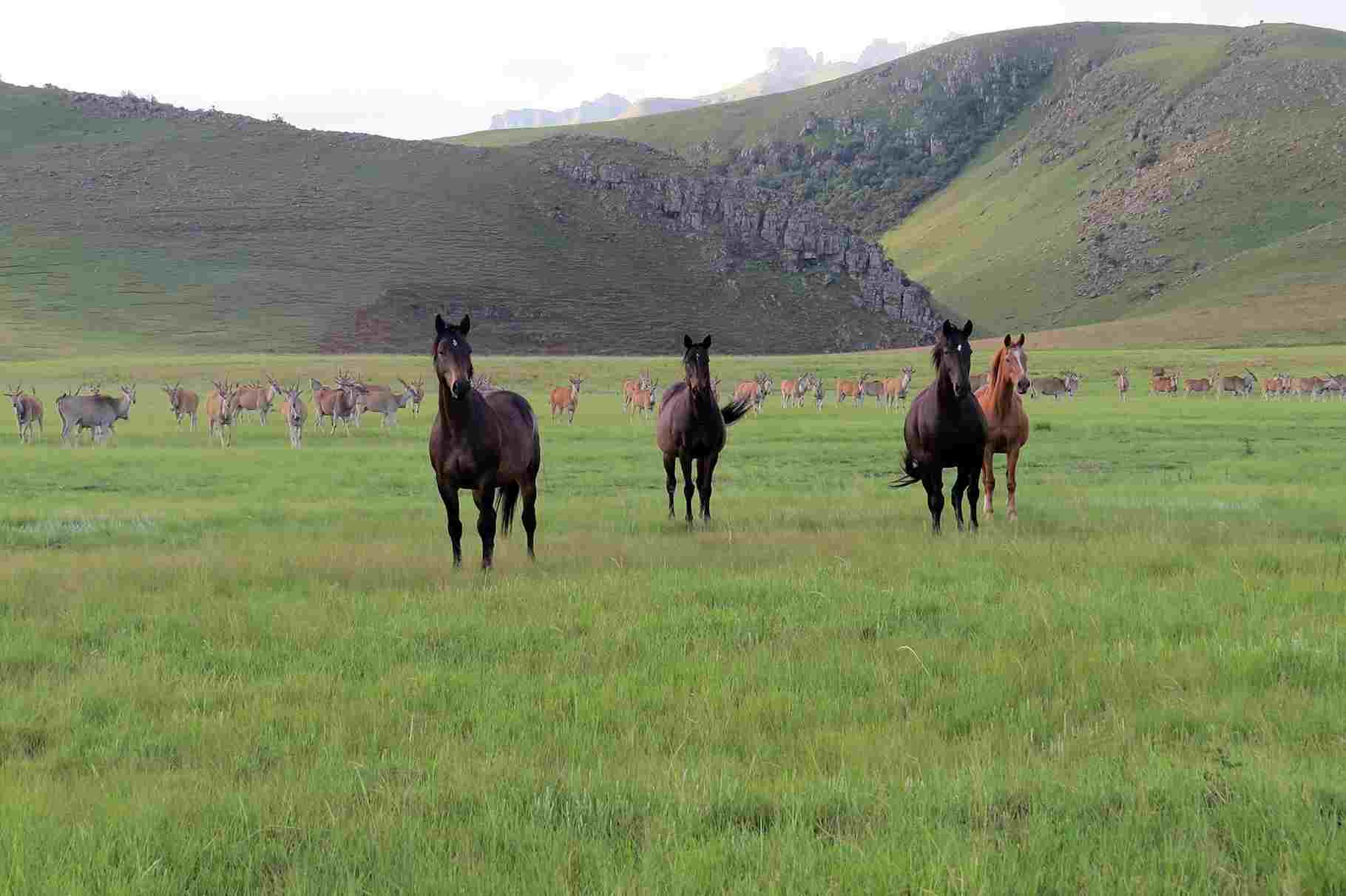 horses and eland (Copy)